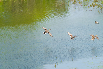 Mallard female ducks (Anas platyrhynchos) flying over the lake