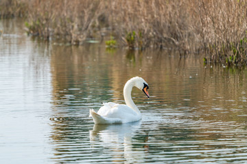 White (mute) swan (Cygnus olor) on a lake