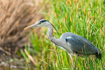 Grey heron (Ardea cinerea) - closeup with selective focus