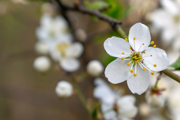 flowering flowering trees in spring white flowers