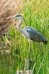 Grey heron (Ardea cinerea) - closeup with selective focus