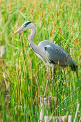 Grey heron (Ardea cinerea) - closeup with selective focus
