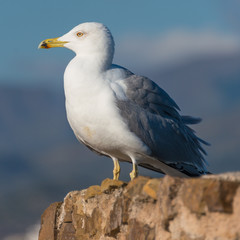Möve