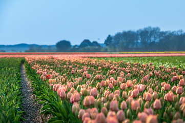 rows of pink tulips on a field
