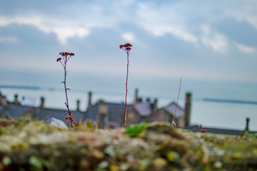 Two plants standing tall at dover castle and seah is visible from there.