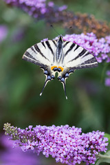 Scarce swallowtail, Iphiclides podalirius. Beautiful butterfly on flowers. Amazing macro photo. Colorful lepidoptera in sunny day.