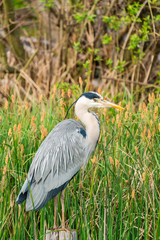 Grey heron (Ardea cinerea) - closeup with selective focus