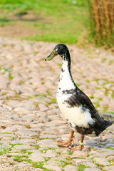 Indian runner duck (Anas platyrhynchos domesticus)