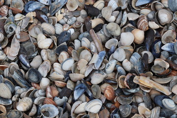 Muschelfeld