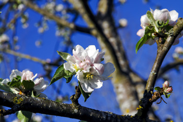 Blossoms of an apple tree (Malus domestica) in spring, Bavaria, Germany