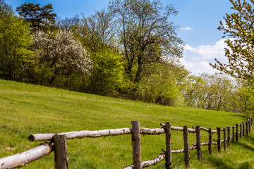 Fototapeta premium Spring fresh landscape