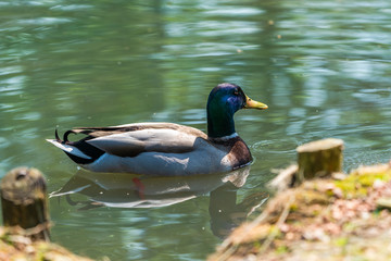 Mallard male duck (Anas platyrhynchos) swimming on the lake, reflection in the water