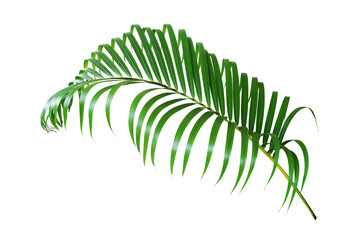 Tropical Palm Leaf Isolated on White Background