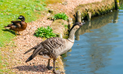 Hawaiian goose - also known as Nene (Branta sandvicensis) - standing on the shore of the lake - closeup with selective focus