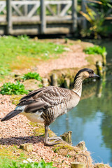 Hawaiian goose - also known as Nene (Branta sandvicensis) - standing on the shore of the lake - closeup with selective focus