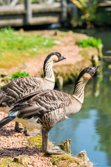 Naklejka na ściany i meble Hawaiian geese - also known as Nene (Branta sandvicensis) - standing on the shore of the lake - closeup with selective focus