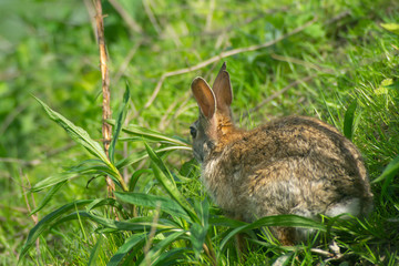 Naklejka na ściany i meble hare in the foreground on grass