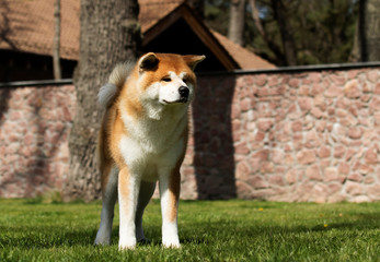 Naklejka na ściany i meble Japanese Akita Inu dog for a walk