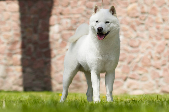 1 457 最適な 北海道犬 画像 ストック写真 ベクター Adobe Stock