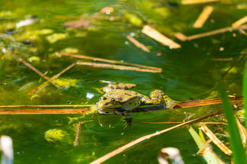 Marsh frog (Pelophylax ridibundus) sitting in a pond - closeup with selective focus