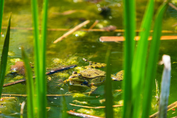 Marsh frog (Pelophylax ridibundus) sitting in a pond
