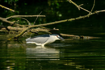 night heron fishes and eats a fish