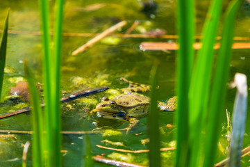 Marsh frog (Pelophylax ridibundus) in a pond