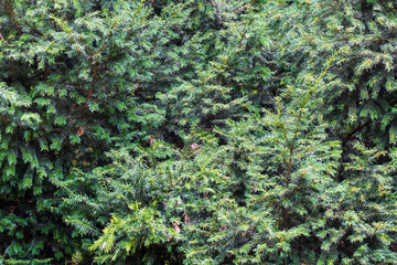 Fir branches background