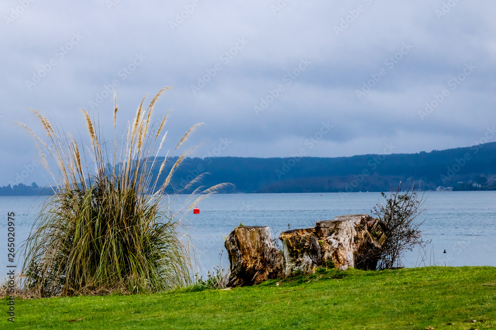 Wall mural Around toen and the harbour of Lake Taupo, New Zealand