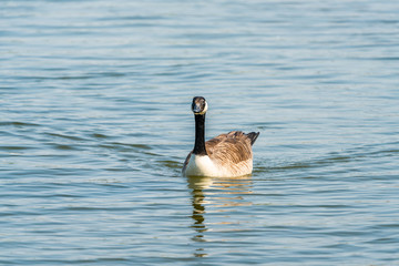Canada goose (Branta canadensis) swimming on the lake