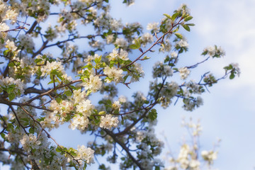 old garden, blooming pear, sunny spring April floral background, sky with clouds