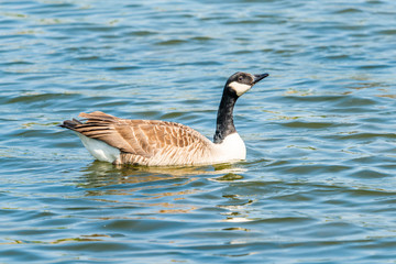 Canada goose (Branta canadensis) swimming on the lake