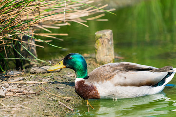 Mallard male duck (Anas platyrhynchos) on the lake