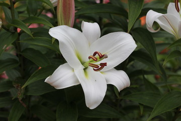Fototapeta na wymiar Almost all nations are united in the meaning of white lily as a symbol of purity, innocence, fertility, peace and royalty.