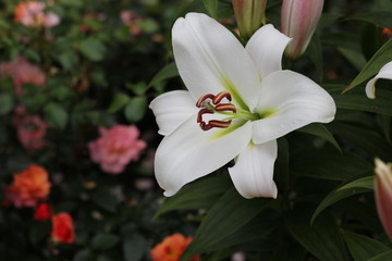 Almost all nations are united in the meaning of white lily as a symbol of purity, innocence, fertility, peace and royalty.