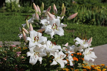 Almost all nations are united in the meaning of white lily as a symbol of purity, innocence, fertility, peace and royalty.