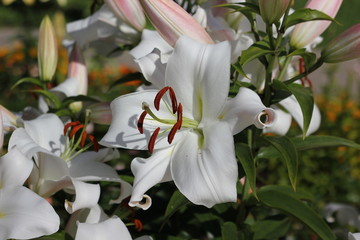 Almost all nations are united in the meaning of white lily as a symbol of purity, innocence, fertility, peace and royalty.