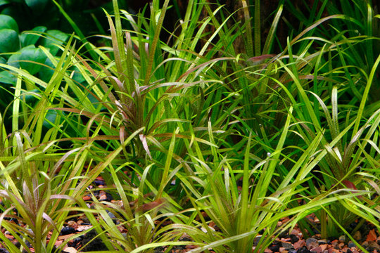 A clump of the aquatic plant Blyxa japonica photographed in an aquarium