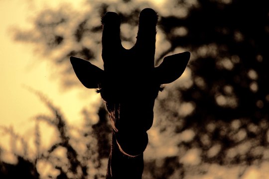 Giraffe silhouetted against tree at dusk - very atmospheric image