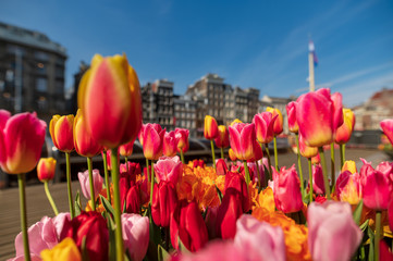 Tulips by canal in the city of amsterdam