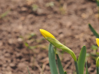 Yellow buds of daffodils bloom. Floriculture. Spring flowers.