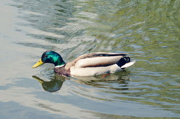Beautiful wild duck swims in the pond.