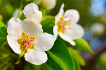 Macro image of white flowers, natural garden, springtime.