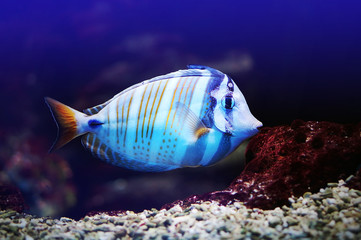 Fototapeta na wymiar Bright striped blue and yellow tropical fish swimming underwater