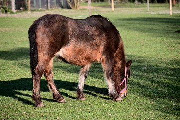 A brown horse grazing in the paddock.