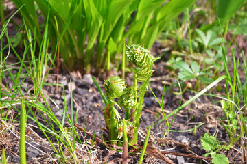 Obraz premium Young fern sprouts on the ground among other plants, in the spring