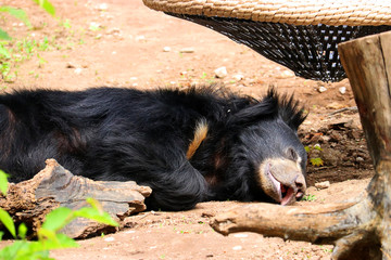 Lazy Bear