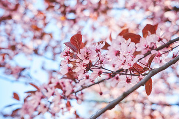 Light pink beautiful blooming tree of sakura on background of sky in spring. Springtime.