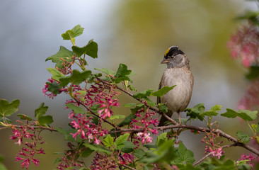 Golden-Crowned Sparrow North America