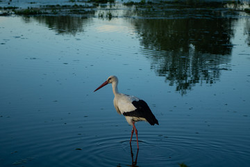 stork in the foreground at sunset
